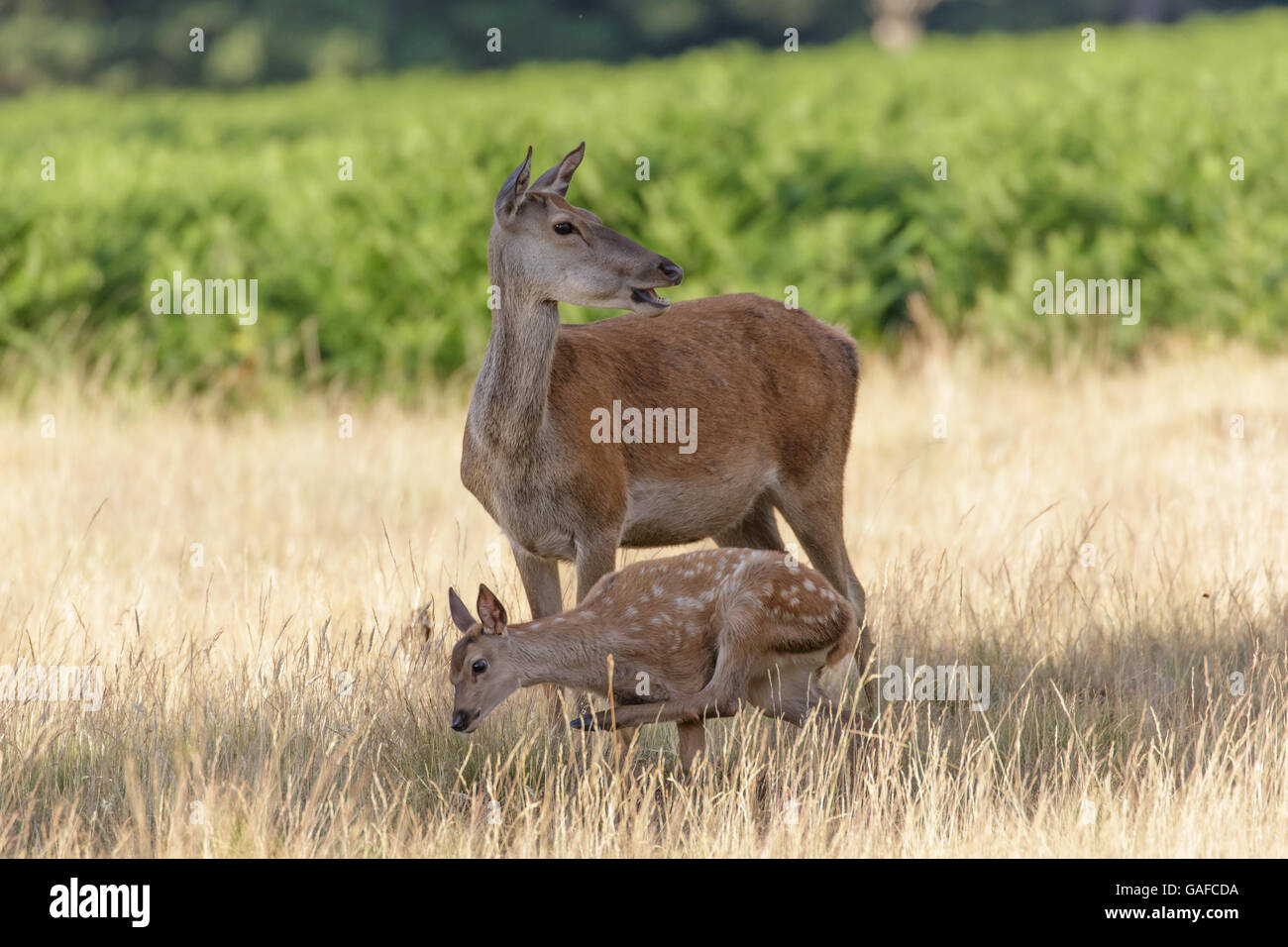 Rothirsch (Cervus Elaphus) hinteren Mutter und junges Baby Kalb hat einen Kratzer. Stockfoto