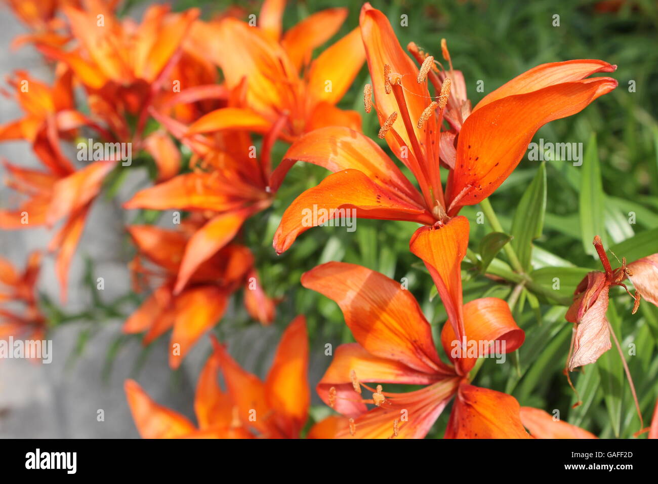 Gefleckte orange Wildblumen im Hyde Park, Chicago, IL, USA Stockfoto