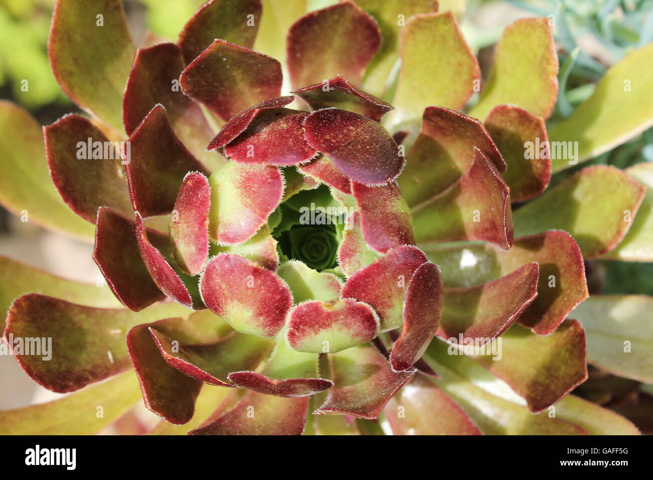 Eine rote und grüne, Dicke, fleischige Blume am Morton Arboretum in Lisle, Illinois, USA Stockfoto