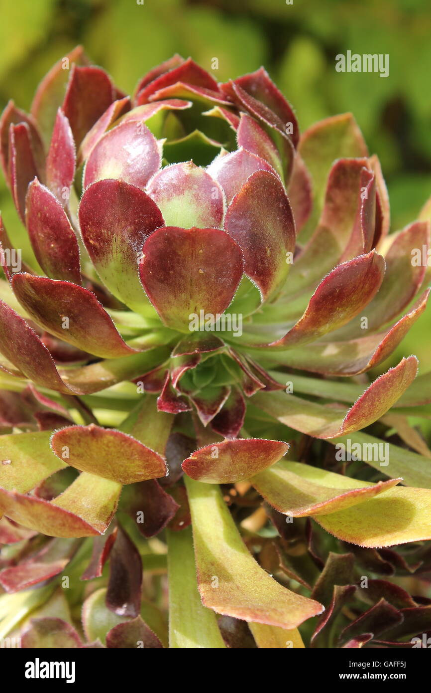 Eine rote und grüne, Dicke, fleischige Blume am Morton Arboretum. Stockfoto