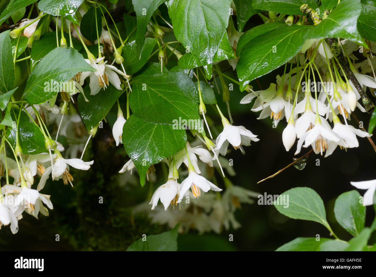Blumen von den Japanern Mitte Sommer blühenden Kleinbaum, Styrax japonica Stockfoto
