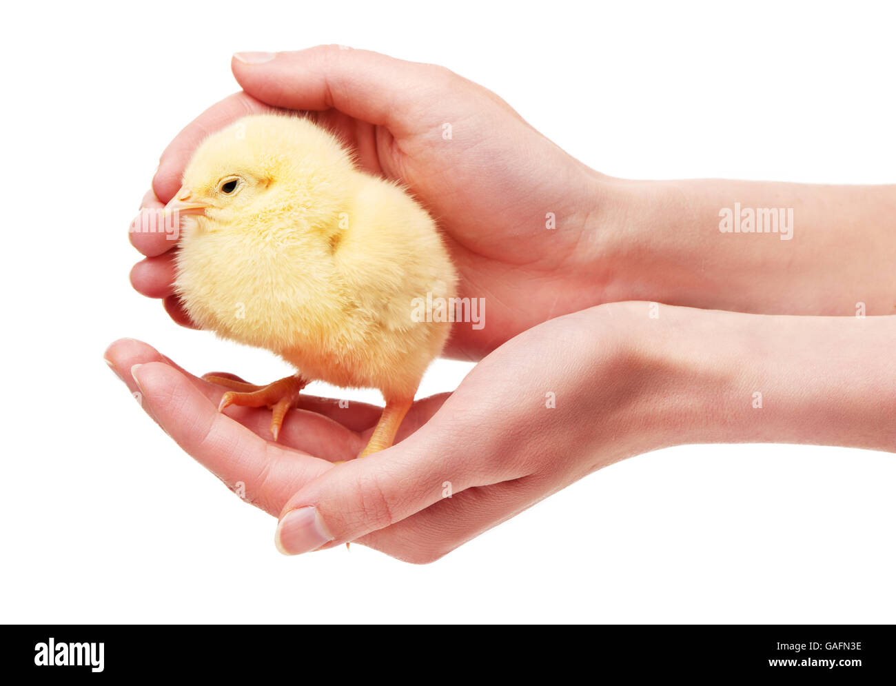 Nahaufnahme von weiblichen Händen mit kleinen gelben Huhn isoliert auf weißem Hintergrund Stockfoto