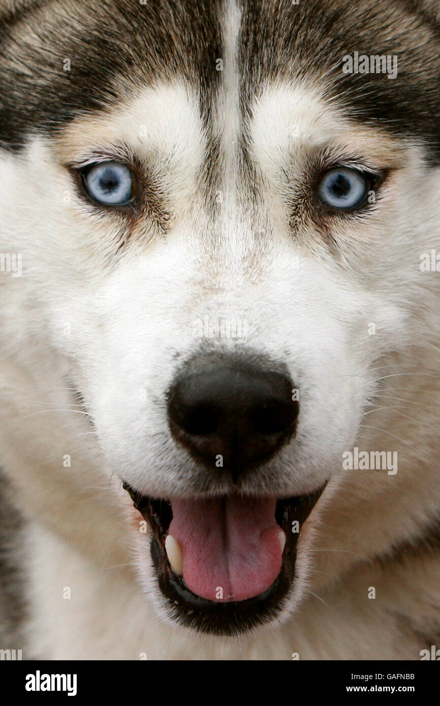 Ein Huskey Dog in der Nähe von Loch Morlich vor der 25. Aviemore Sled Dog Rally, die an diesem Wochenende stattfindet. Stockfoto