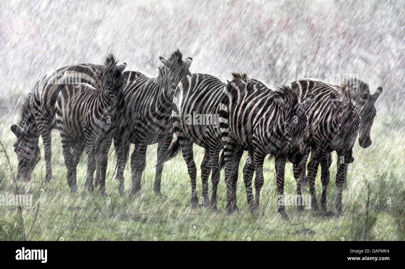 Kenia-Regen Stockfoto