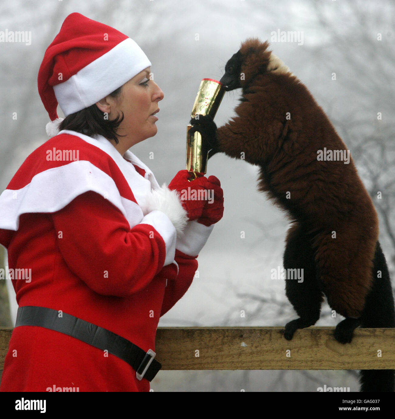 Tierpflegerin Carolyn Morrison vom Blair Drummond Safari Park füttert Kamala, einen rotgerafften Lemur, einen Cracker, der mit gehackten Früchten gefüllt ist, als Weihnachtsgeschenk. Stockfoto