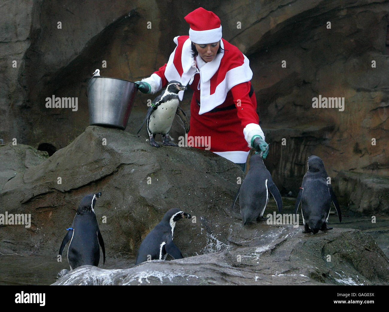 Tierpflegerin Carolyn Morrison füttert Pinguine im Drummond Safari Park. Stockfoto