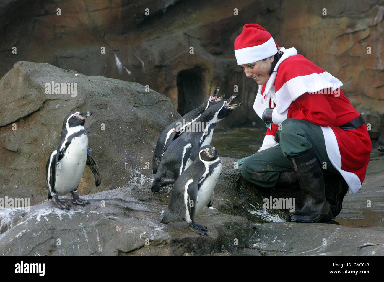 Tierpflegerin Carolyn Morrison füttert Pinguine im Drummond Safari Park. Stockfoto
