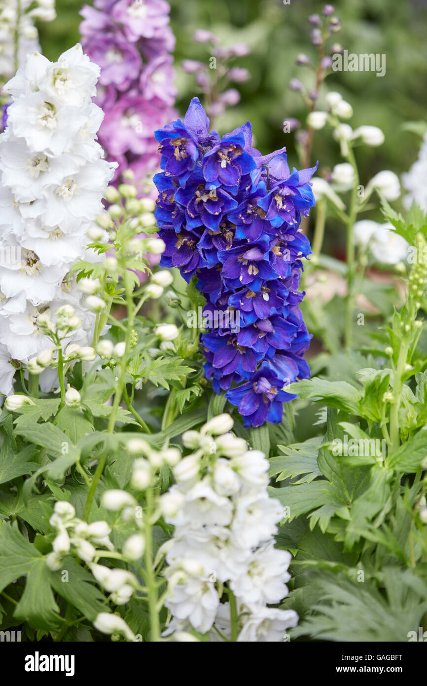 Blumen blau-weißen Rittersporn, Delphinium elatum Stockfoto