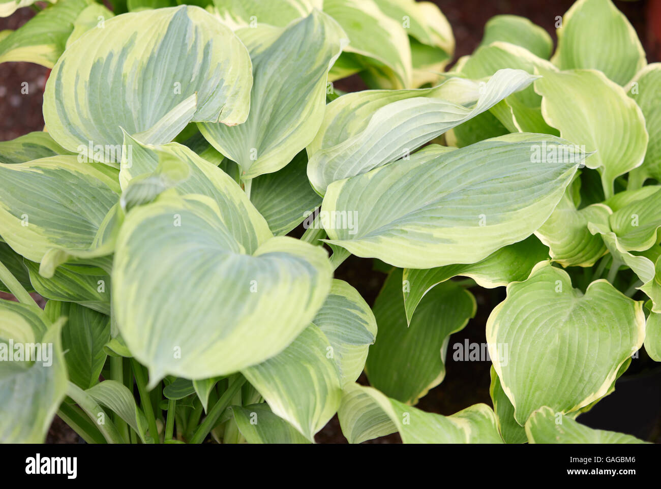 Hosta oder Wegerich Lilien Blätter Hintergrund Stockfoto
