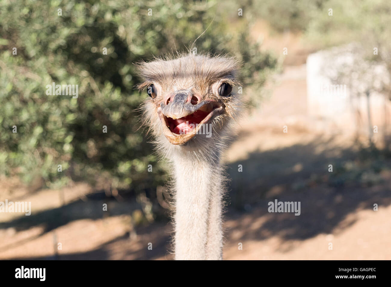 Strauß lustige Porträt. Stockfoto