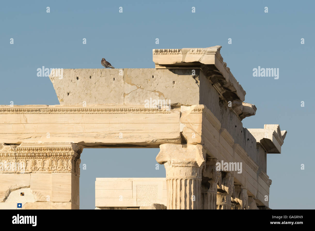 Die Taube sitzt oben auf der Akropolis in Griechenland. Stockfoto