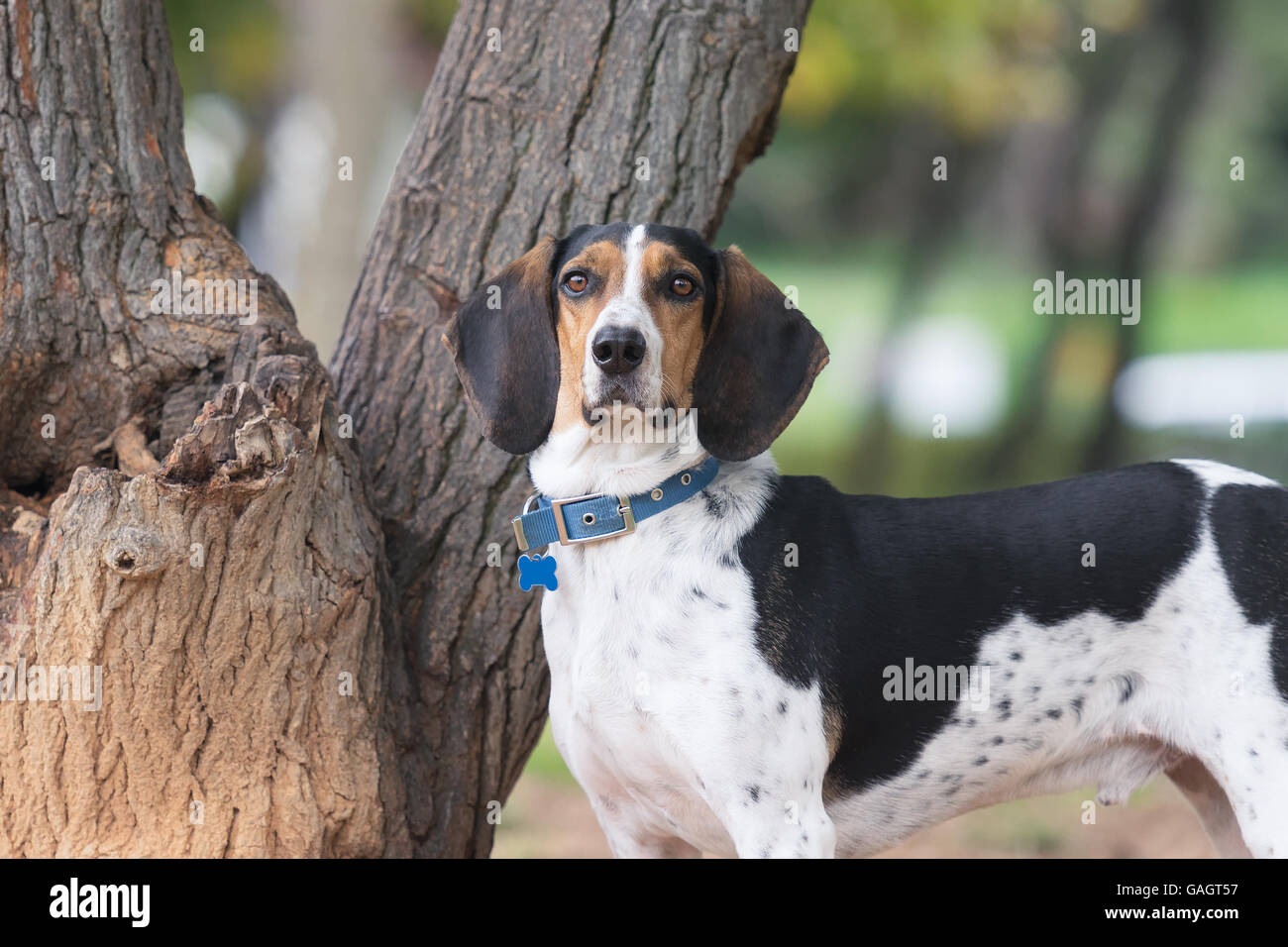 Jagd Hund Portrait mit einem Baum als Hintergrund. Stockfoto