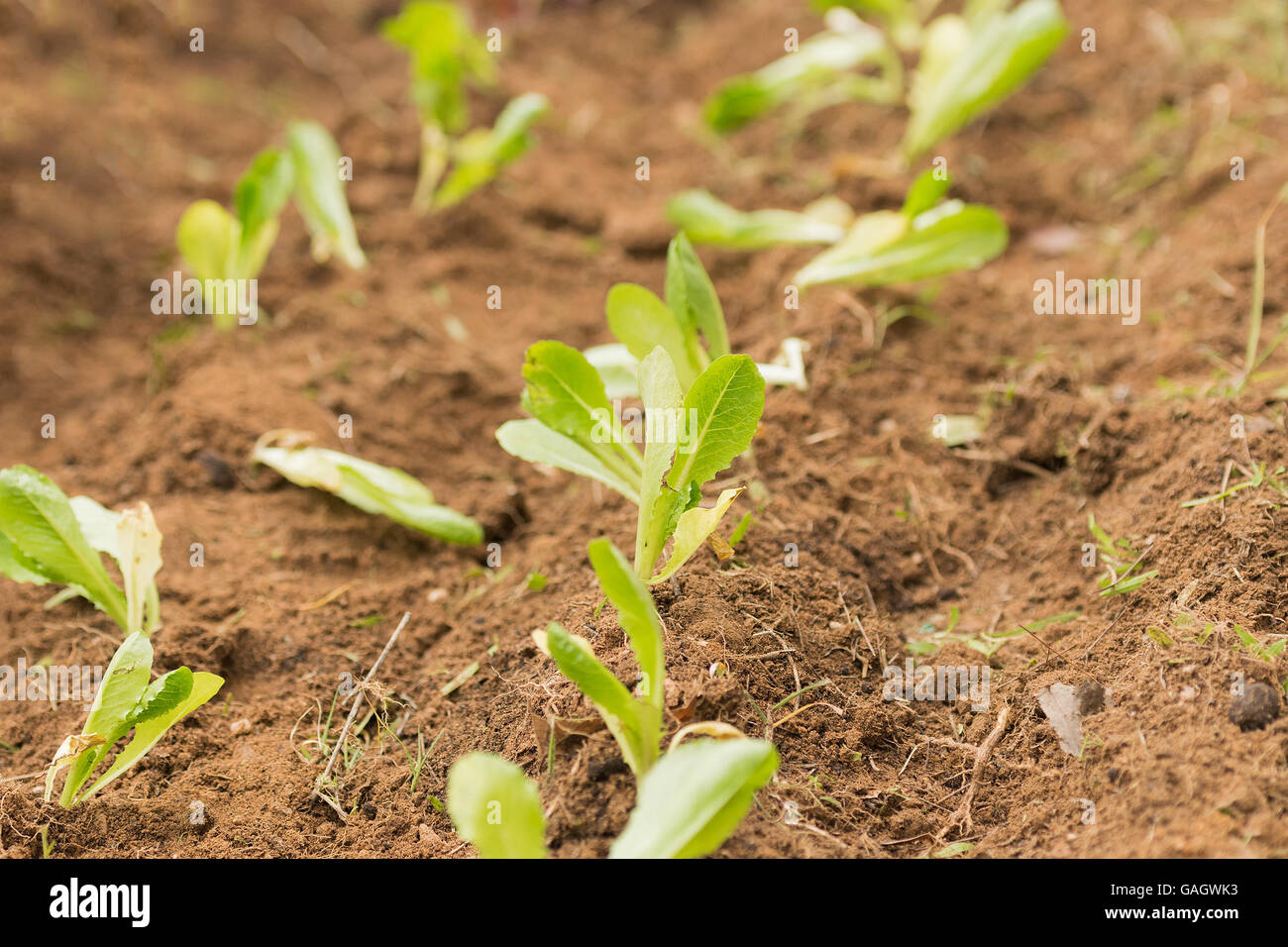 Baby-Salat gepflanzt in den Boden eines Gartens. Stockfoto