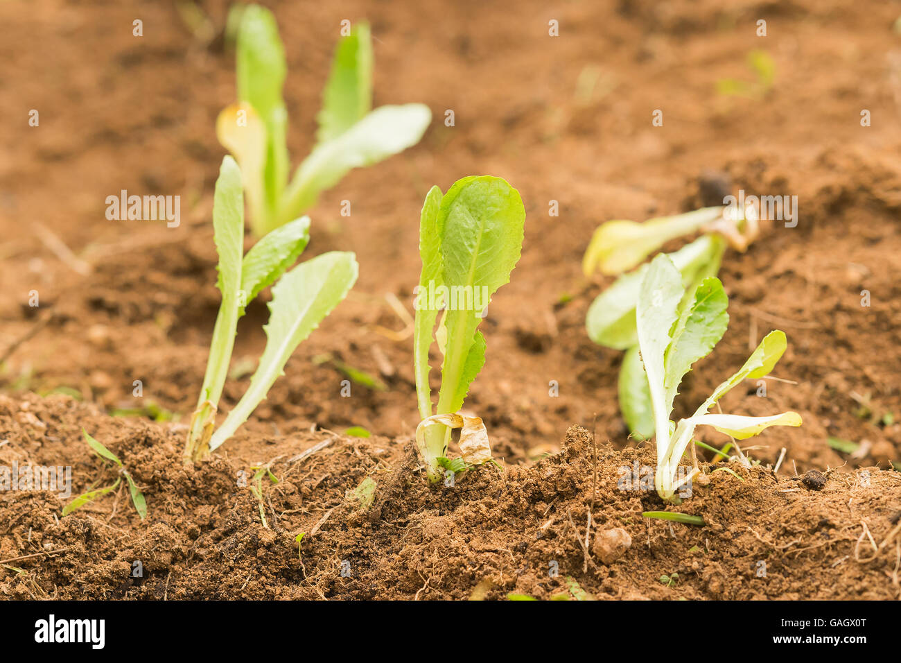 Blattsalate Closeup in frische Erde gepflanzt. Stockfoto