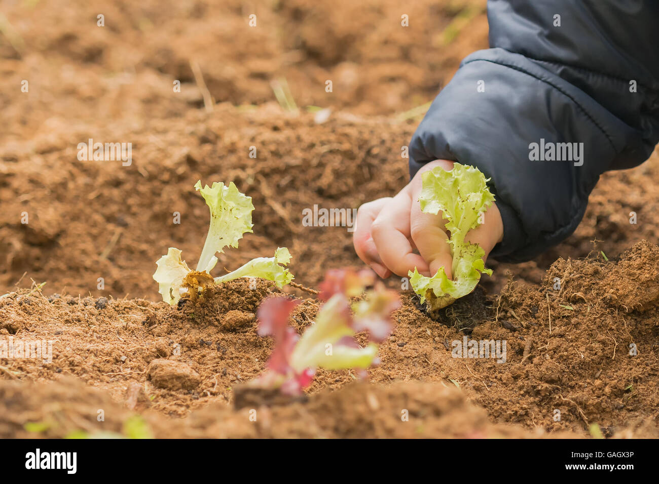 Ein Baby-Salat in den Boden zu Pflanzen. Stockfoto