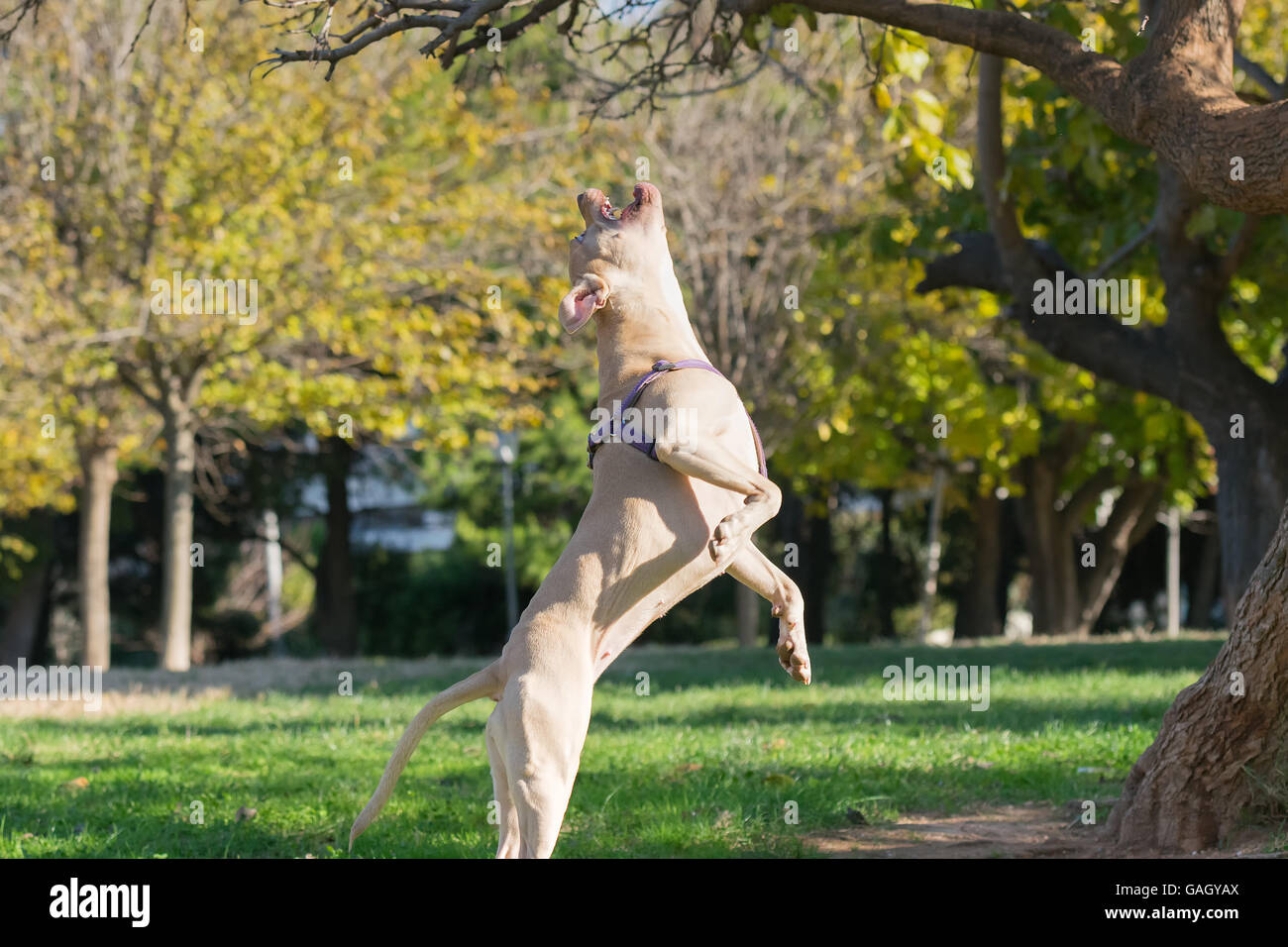 Schöne Pose ein amerikanischer Staffordshire-Terrier springen. Stockfoto