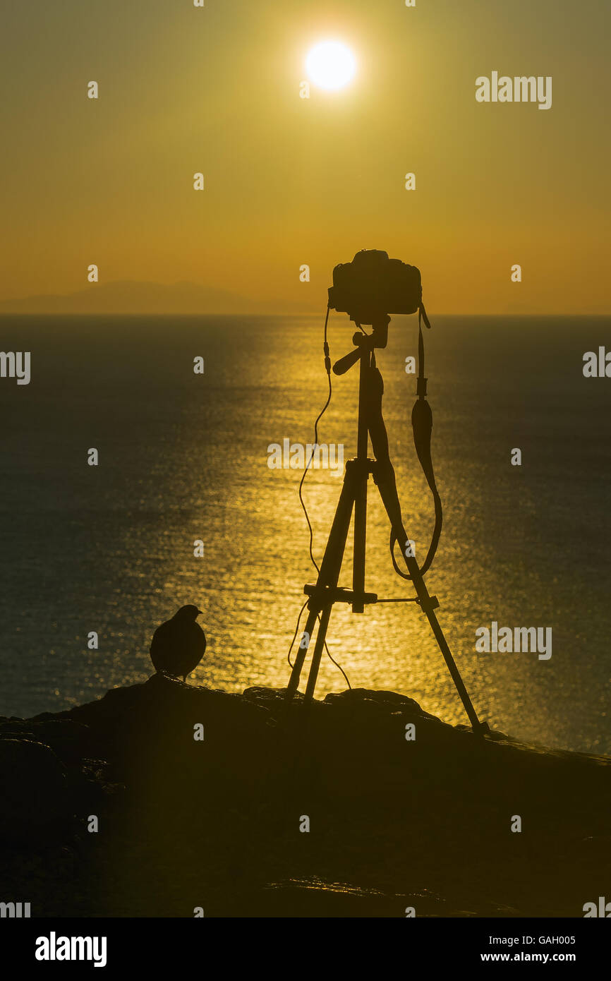 Fotokamera und ein Vogel gegen einen wunderschönen Sonnenuntergang. Stockfoto