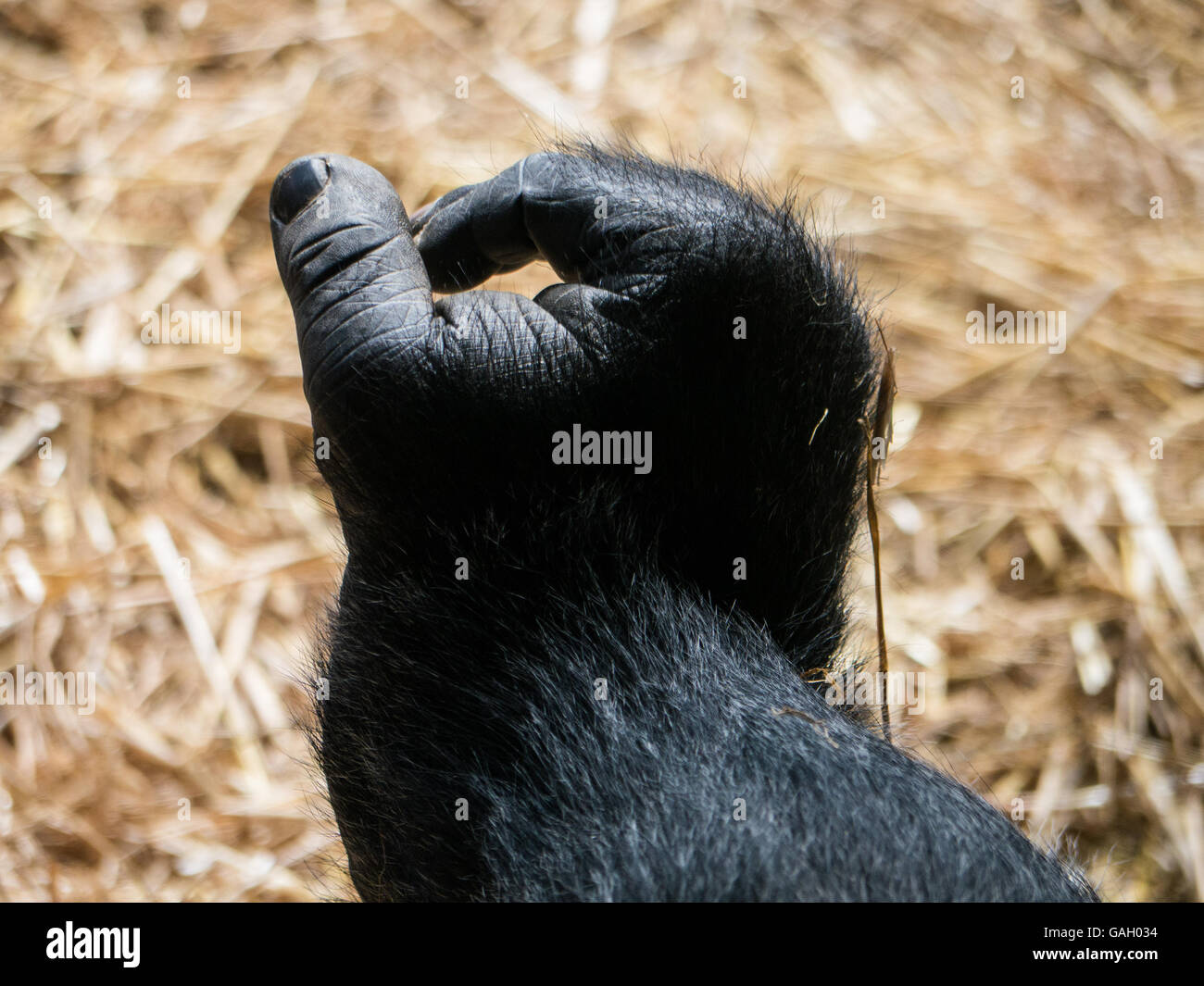 Die Hand des einen Flachlandgorilla Stockfoto