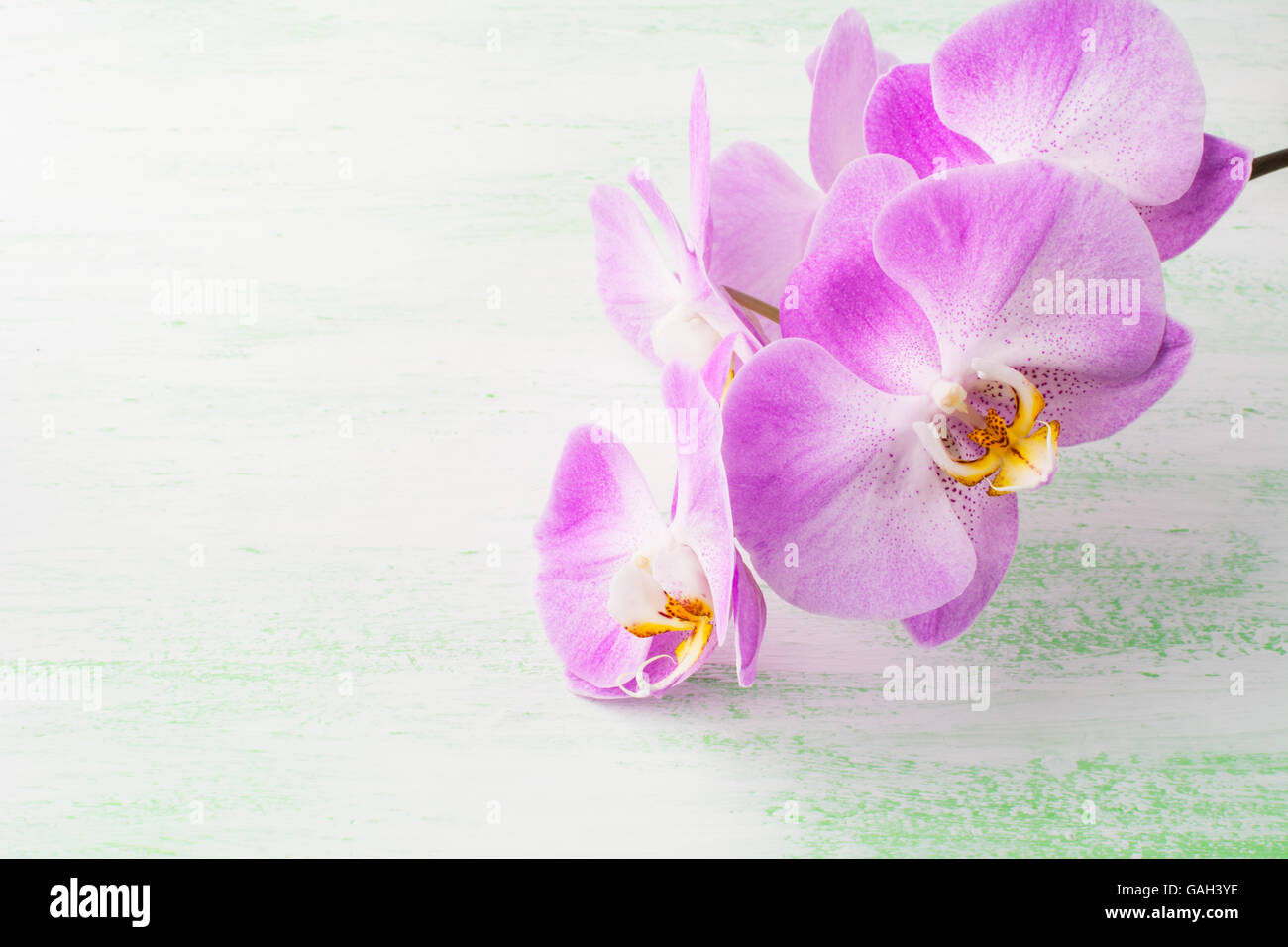 Rosa Phalaenopsis Orchideen Zweig. Rahmen mit Blumen. Blumen Hintergrund. Blumenstrauß. Grußkarte. Muttertag. Platz für Text. Stockfoto
