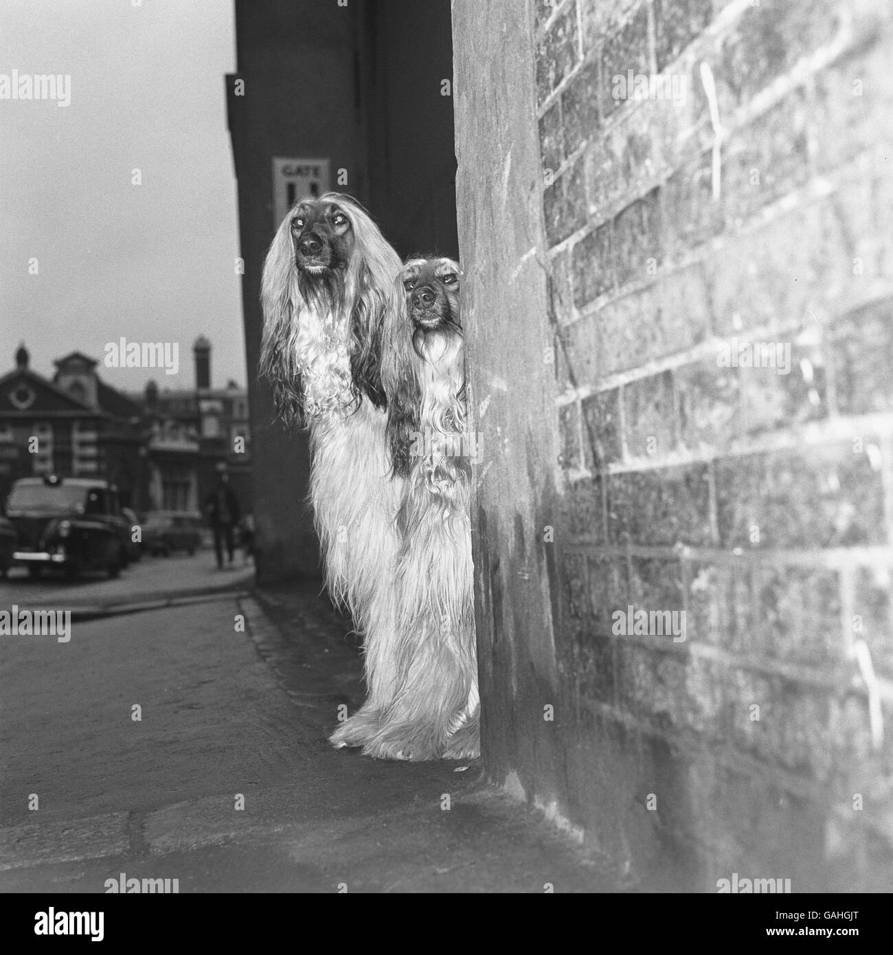 Tiere - Cruft's Dog Show - Olympia. Afghanische Jagdhunde kommen auf Crufts an Stockfoto