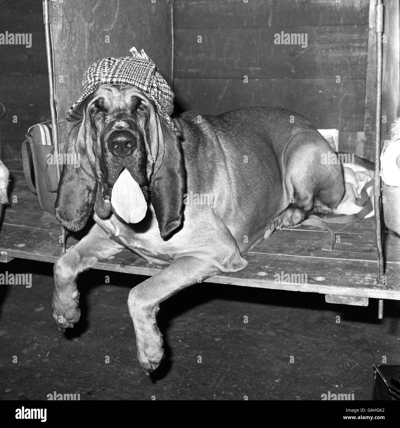 Tiere - der Crufts Dog Show - Olympia Stockfoto