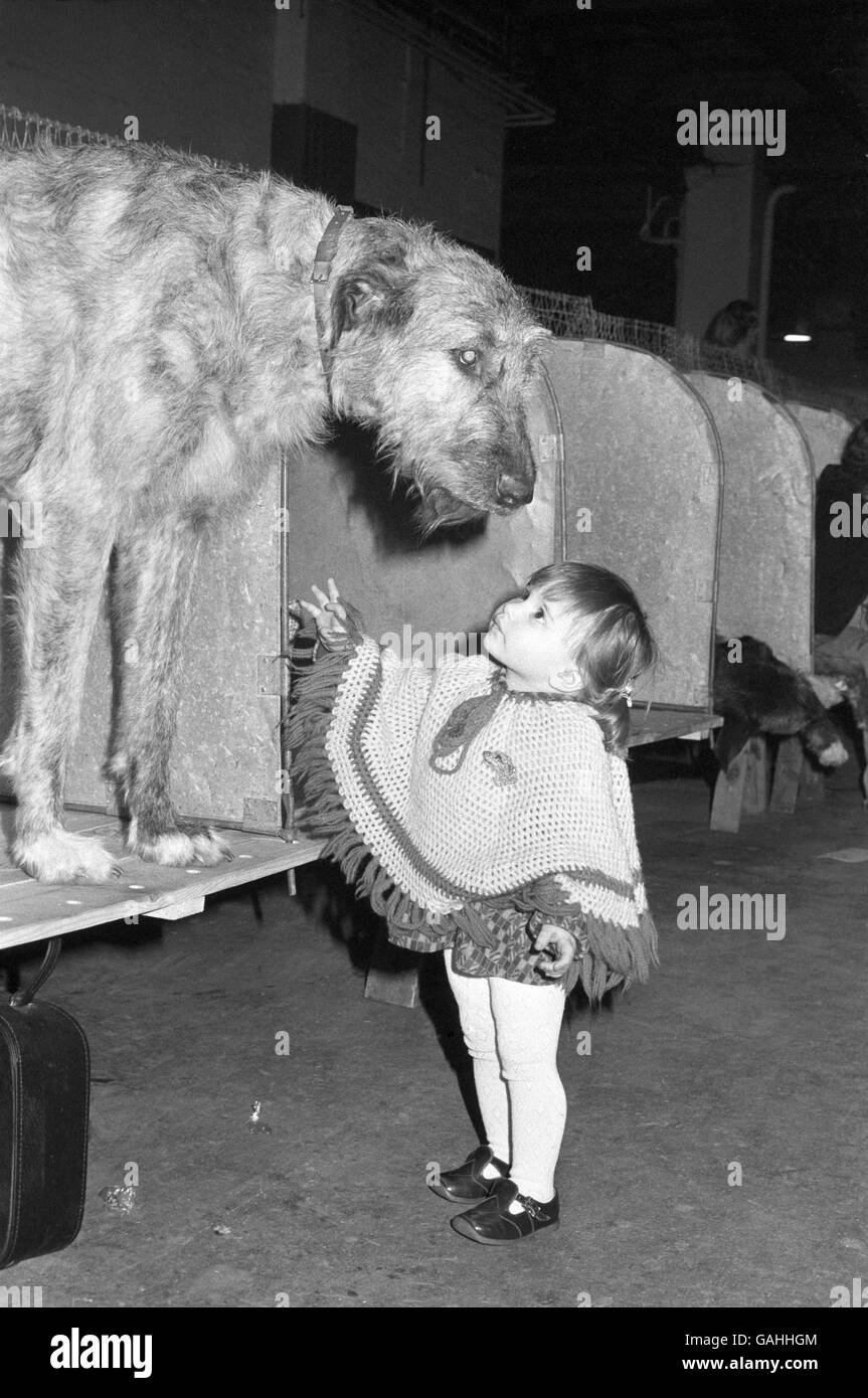 Die 20 Monate alte Kylie Masters wunderte sich über weite Augen, als sie am zweiten Cruft's-Tag den irischen Wolfhound Kerri (Buckhurst Fabian) trifft. Stockfoto