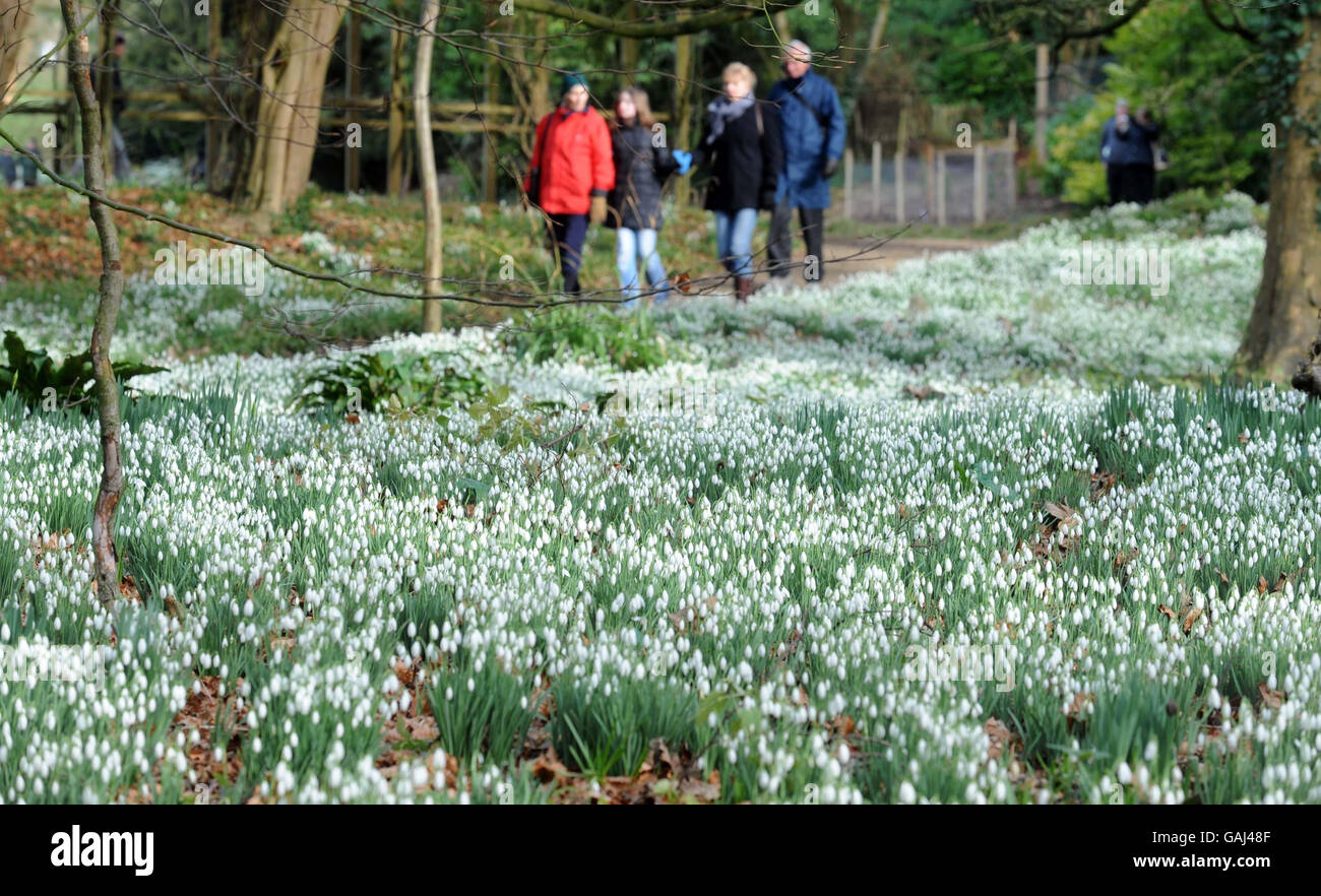 Schneeglöckchen im Rokoko-Garten. Ein Teppich aus Schneeglöckchen im Rococo Garden in Painswick, Gloucestershire. Stockfoto