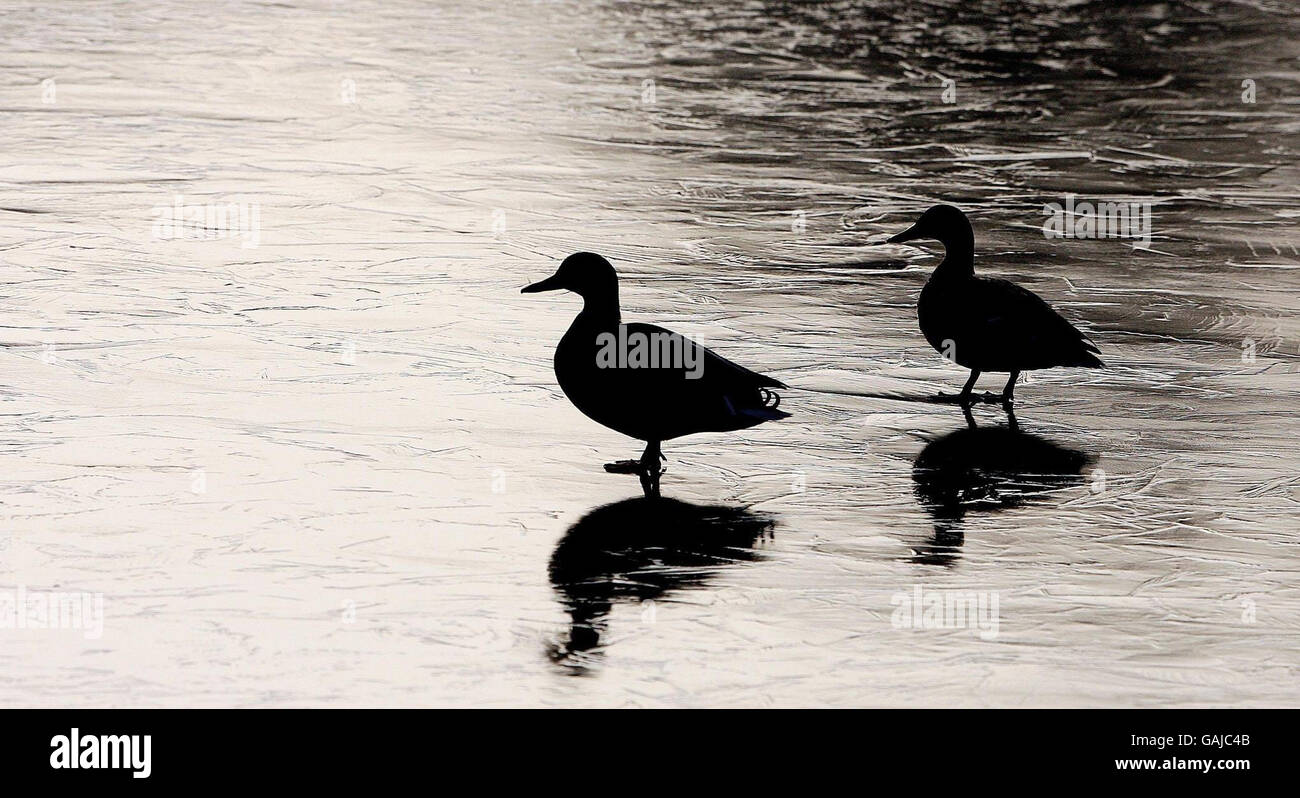 Kälte im Vereinigten Königreich Stockfoto