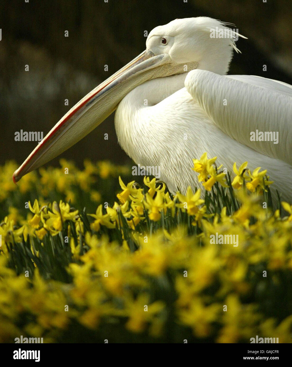 Pelikan im St. James Park Stockfoto