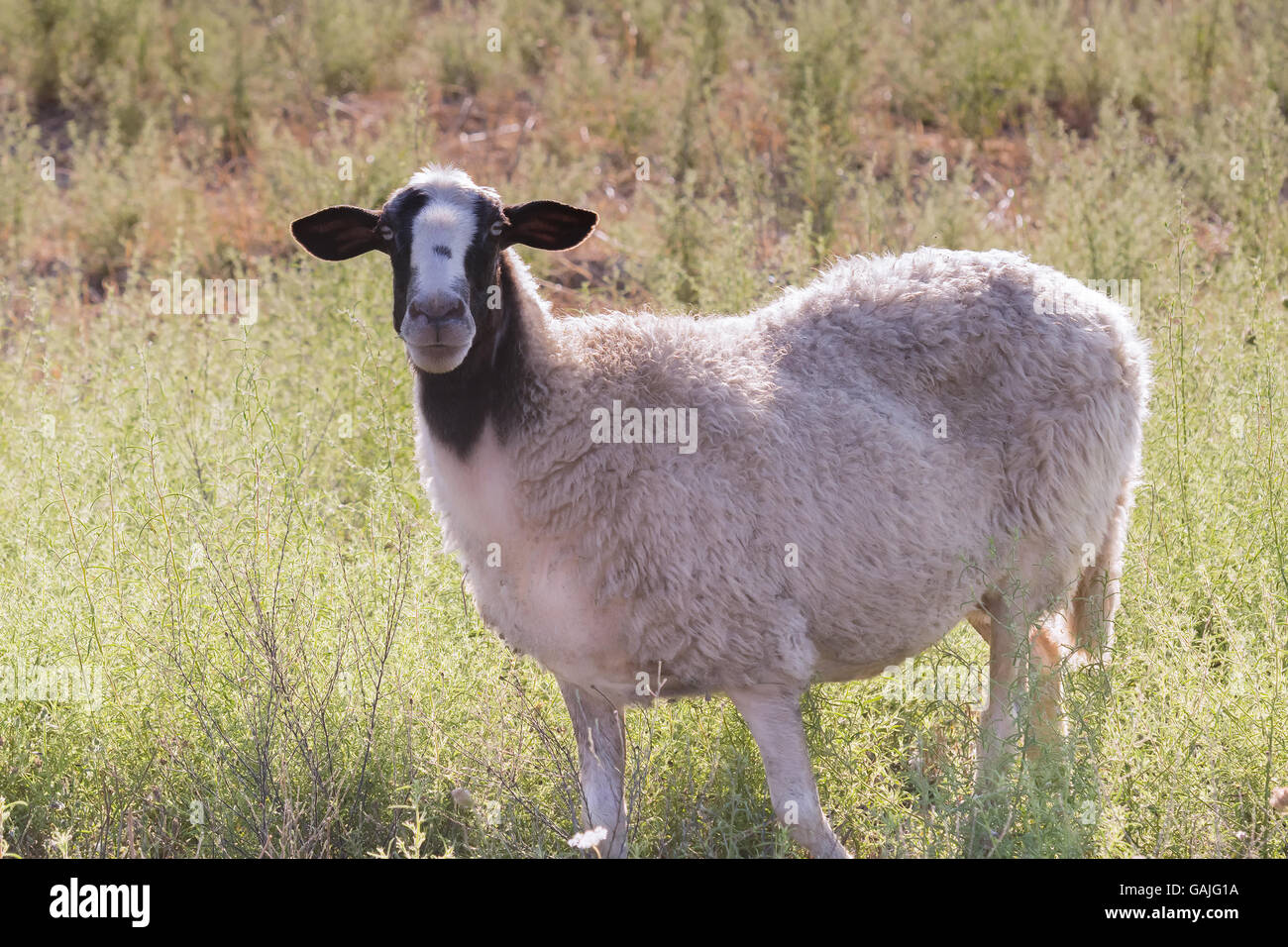 Porträt der niedlichen Schafe auf einer Wiese. Stockfoto