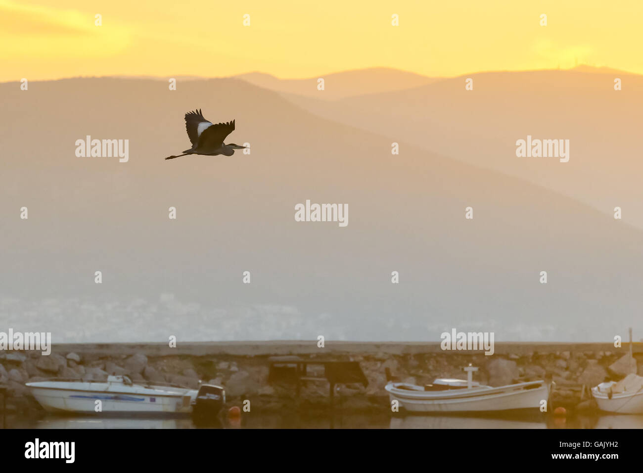 Schwarzer Reiher fliegen gegen den Sonnenuntergang und die Fischerboote in Nafplio Feuchtgebiet in Griechenland. Stockfoto
