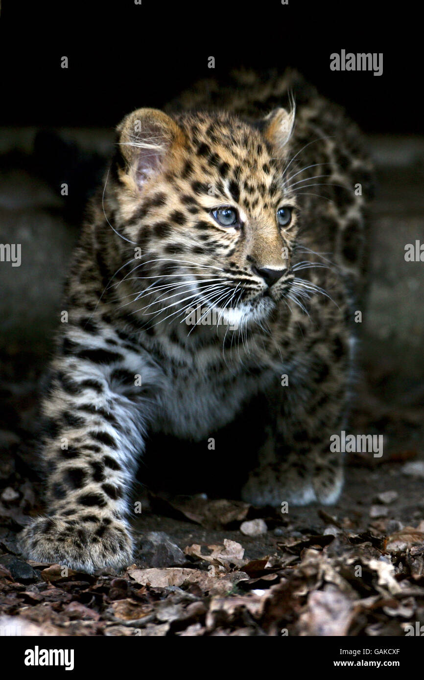 Leopard cub Stockfoto