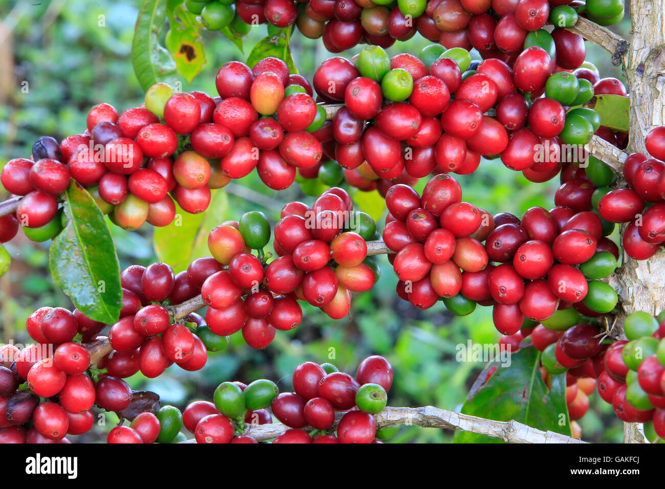 Kaffeebaum mit Kaffeebohnen auf Café-Plantage Stockfoto