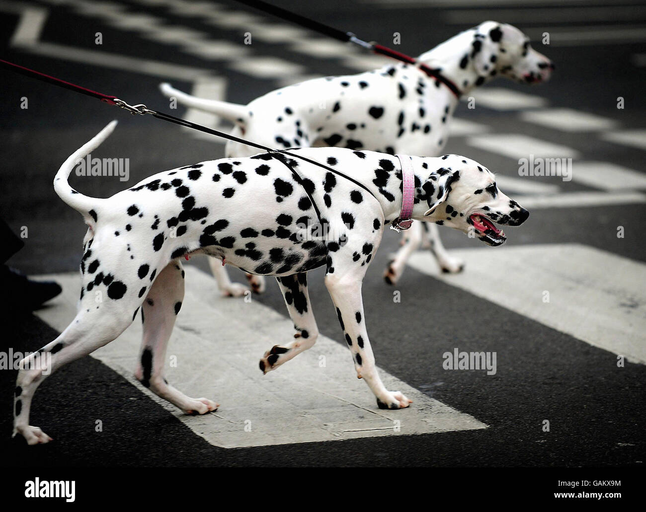 Crufts Dog show Stockfoto