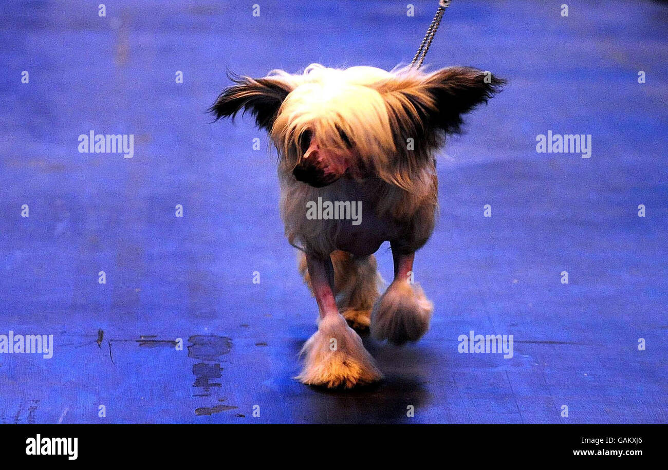Ein chinesischer Haubenhund, der heute auf der Crufts Dog Show abgebildet ist, die in diesem Jahr im NEC in Birmingham stattfindet. Stockfoto
