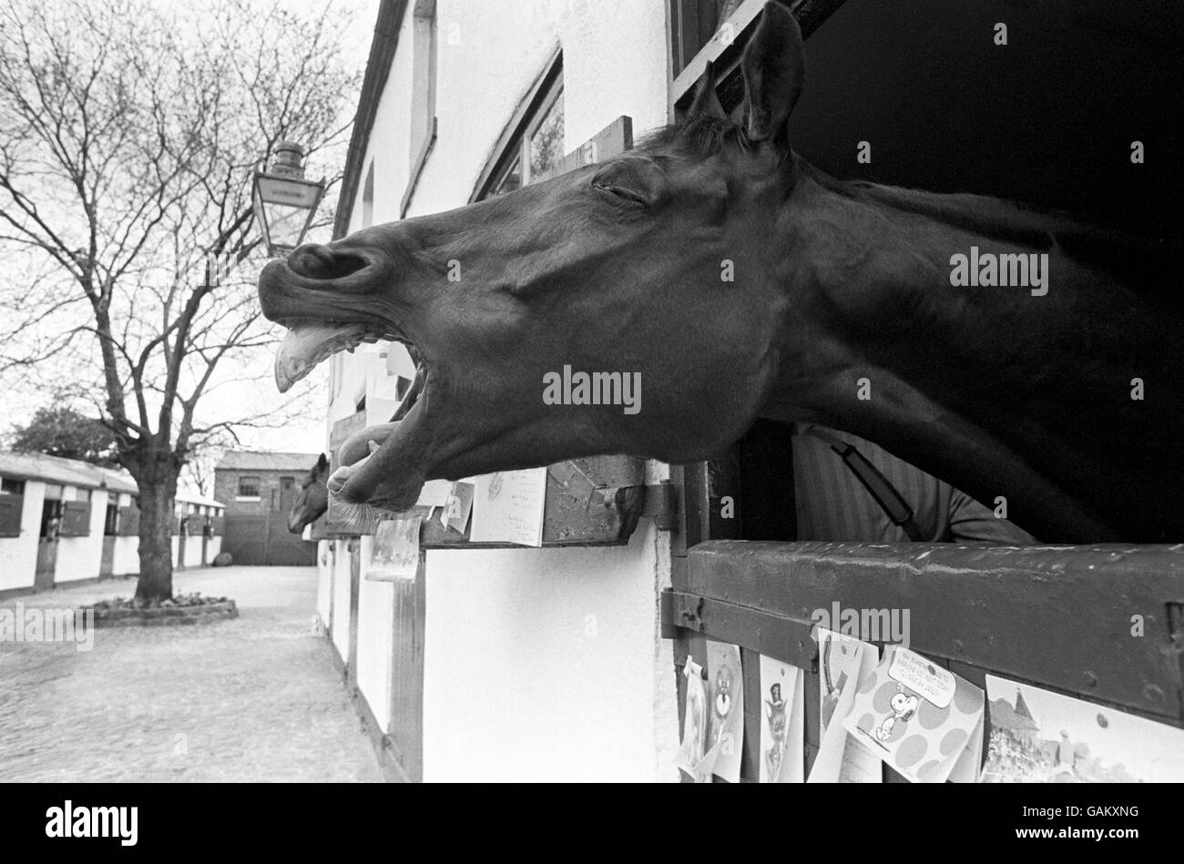 Red Rum, im Stall von Trainer Ginger McCain in Southport, wo der 12-Jährige seine Rückkehr in das ruhige Leben genoss, nachdem er mit einem Rekord-dritten Sieg im Grand National in die Geschichte der National Hunt gespringt hatte. Stockfoto