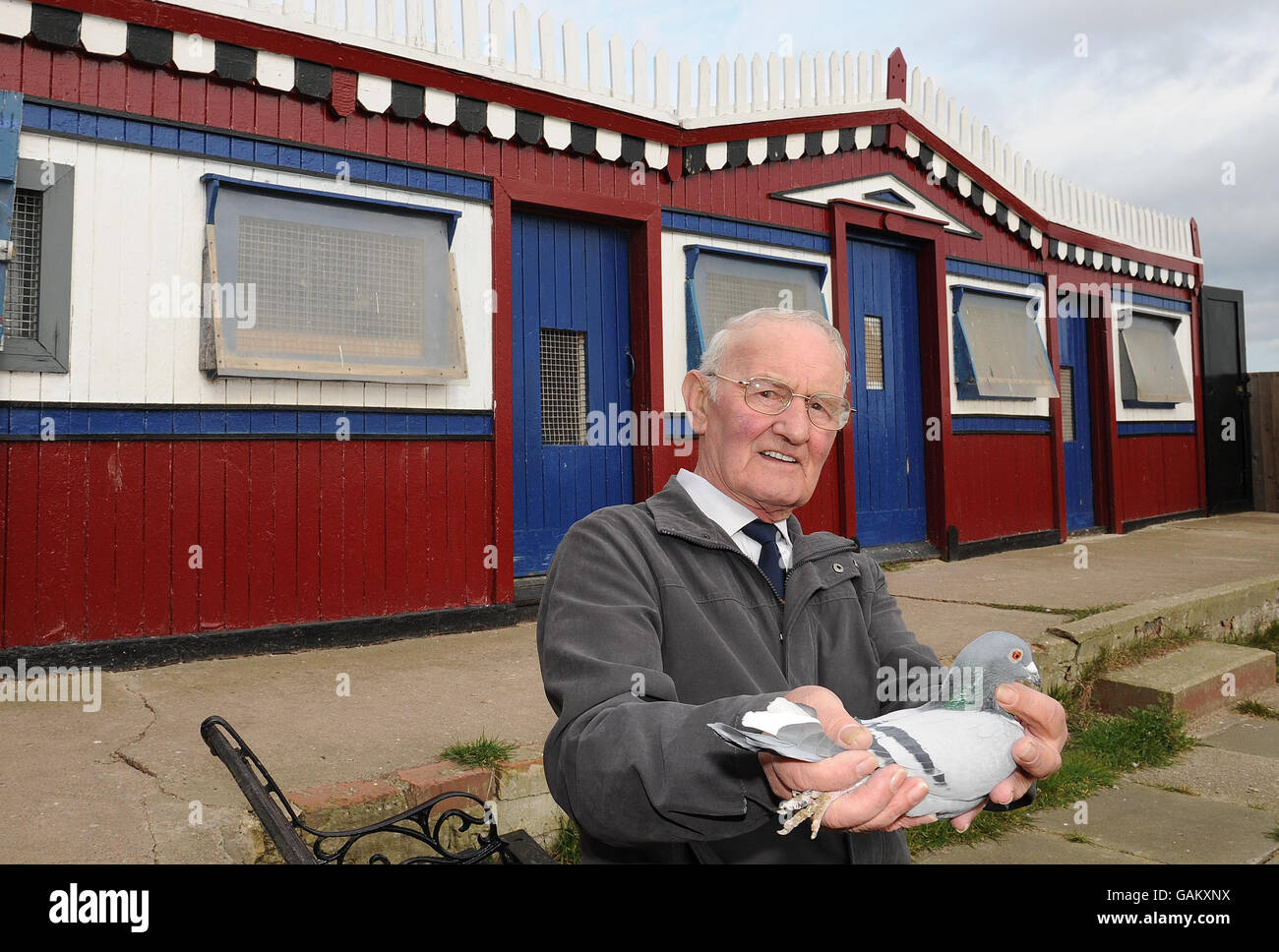 Eine taubendree der Klasse II, die 1955 von Maurice Surtees, 75, auf Zuteilungen in Ryhope, Sunderland, gebaut wurde. Stockfoto