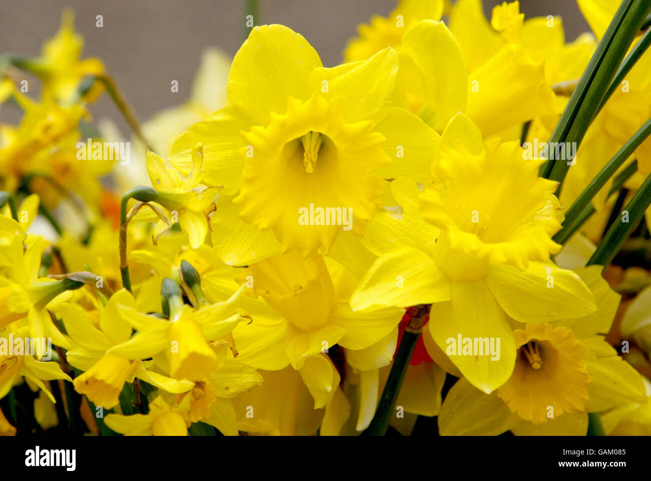 Kind bleibt entdeckte am ehemaligen Wohnhaus Stockfoto