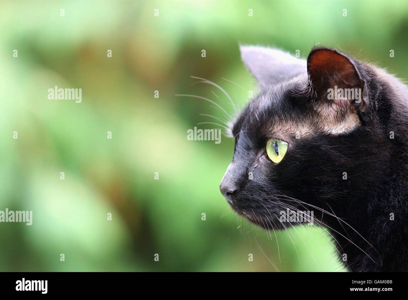 Black Cat mit Textfreiraum Stockfoto