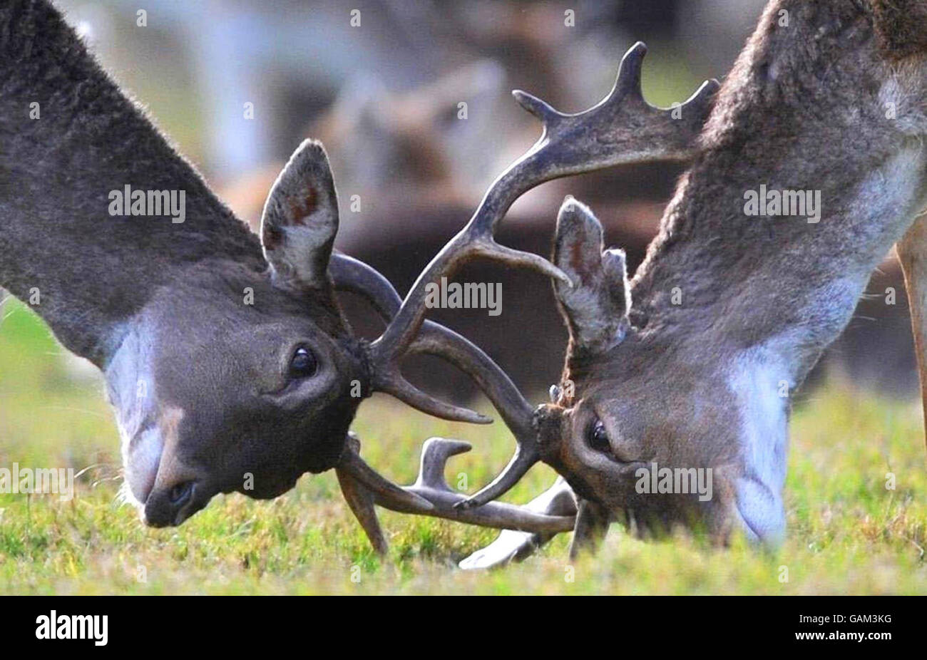 Osterwetter. Junge Bucks in Richmond Park, Surrey heute. Stockfoto