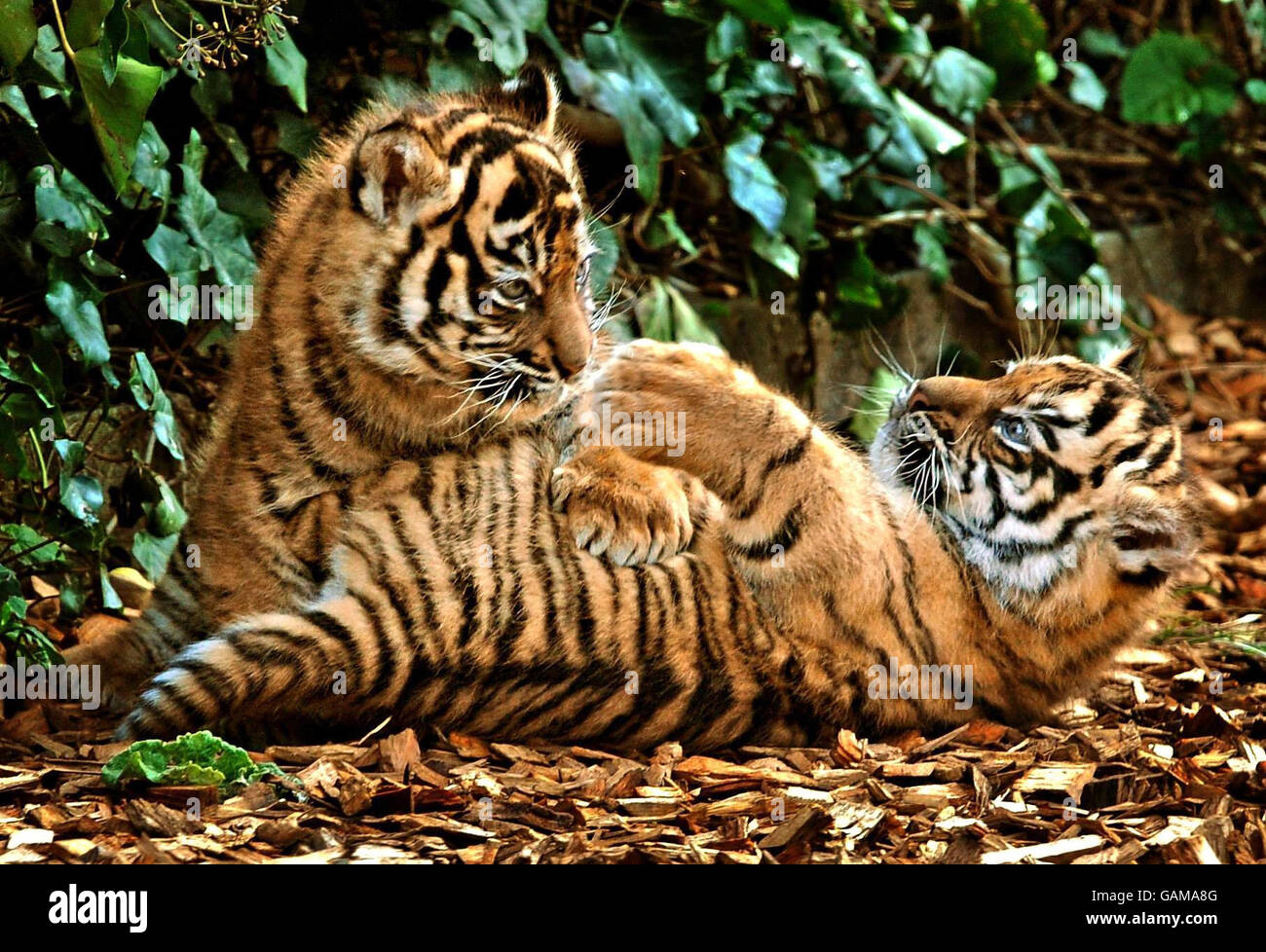 Zwei seltene 7 Wochen alte Sumatran Tiger Cubs, Kabus (männlich) und Kelabu (weiblich) werden in Chessington World of Adventures in Surrey gesehen. Stockfoto