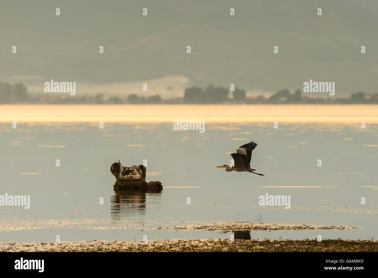 Schwarzer Reiher fliegen in ein Feuchtgebiet in Nafplio Griechenland. Stockfoto