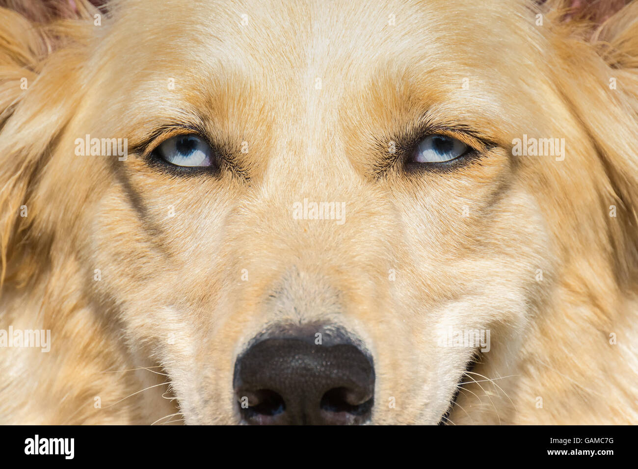 Weißer Schweizer Schäferhund-Hund mit blauen Augen. Eine Nahaufnahme Hochformat. Stockfoto