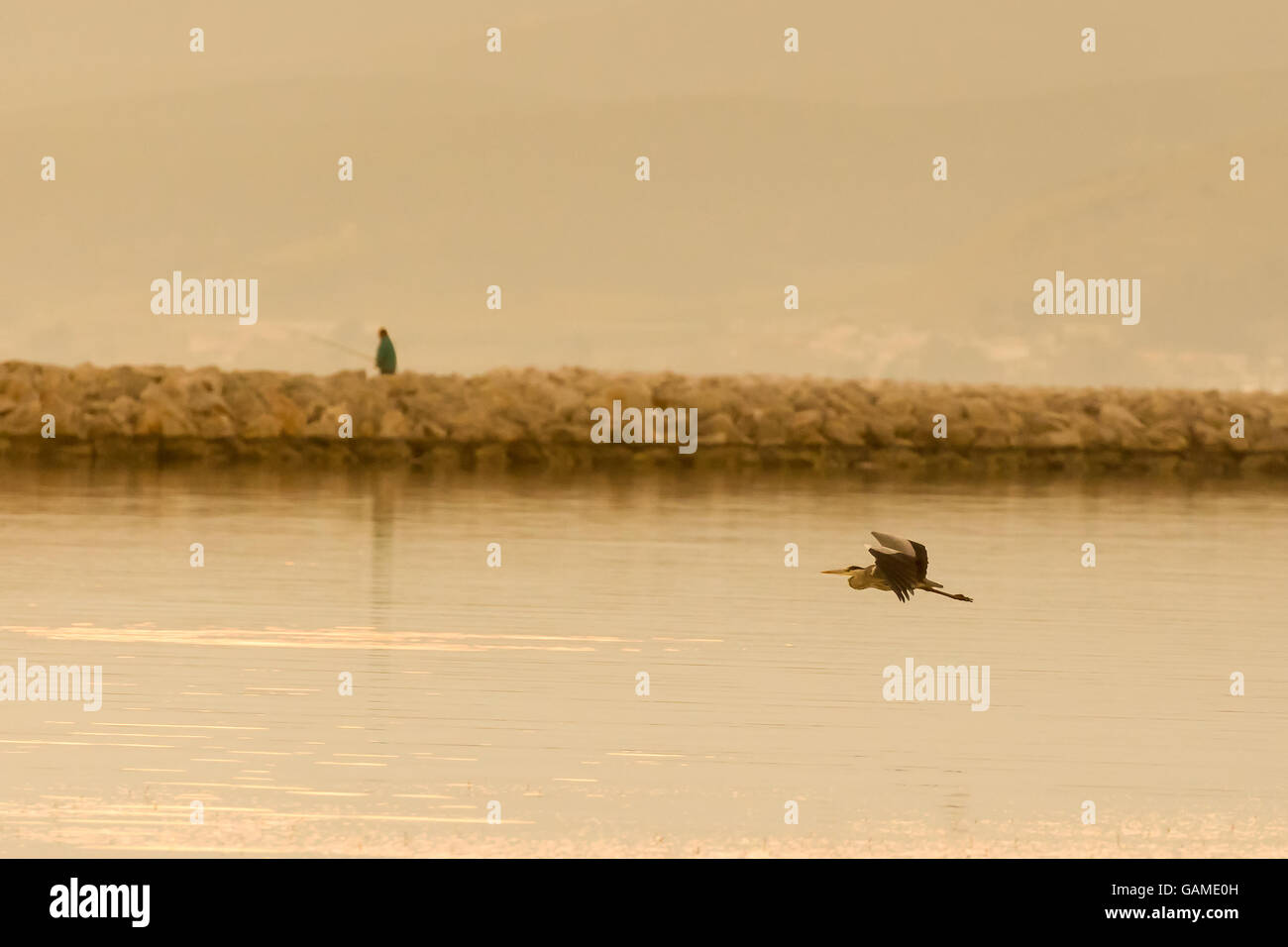 Schwarzer Reiher fliegen in ein Feuchtgebiet in Nafplio Griechenland gegen ein Fischer. Stockfoto