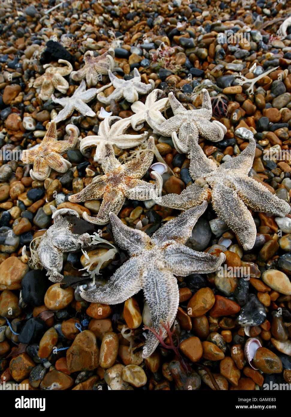 Seesterne liegen ausgewaschen am Brighton Beach in East Sussex Days, nachdem vor kurzem vor der Küste von Kent große Mengen gefunden wurden. Stockfoto