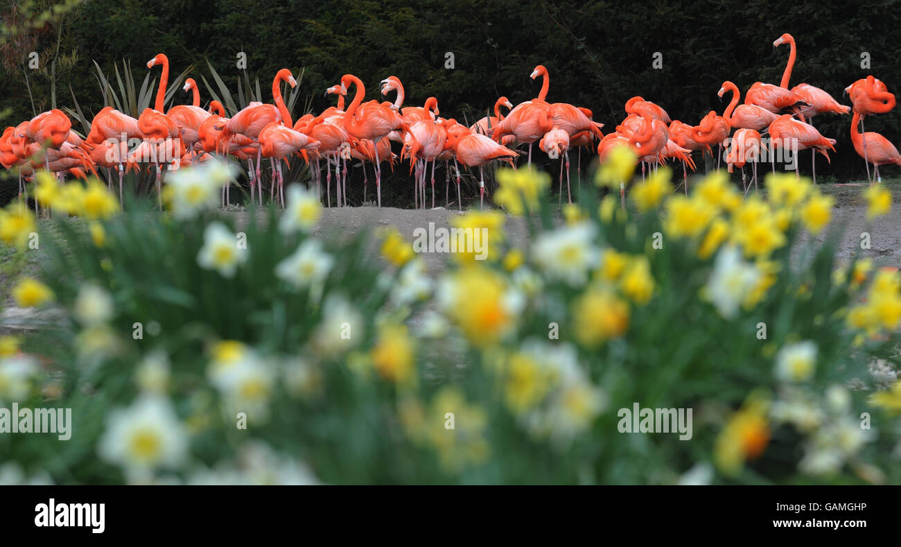 Flamingos können durch eine Auswahl von Frühlingsblumen im Wildfowl & Wetlands Trust in Slimbridge, Gloucestershire, besichtigt werden. Stockfoto