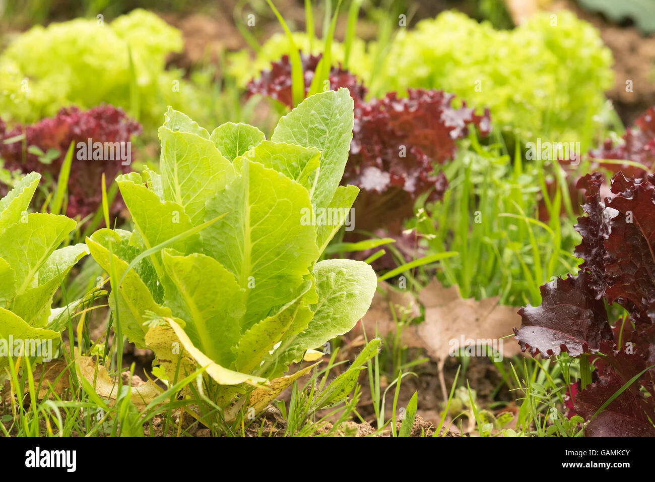 Salat Garten in der Nähe zu sehen. Gesunde Bio Ernährung im Boden angebaut. Stockfoto