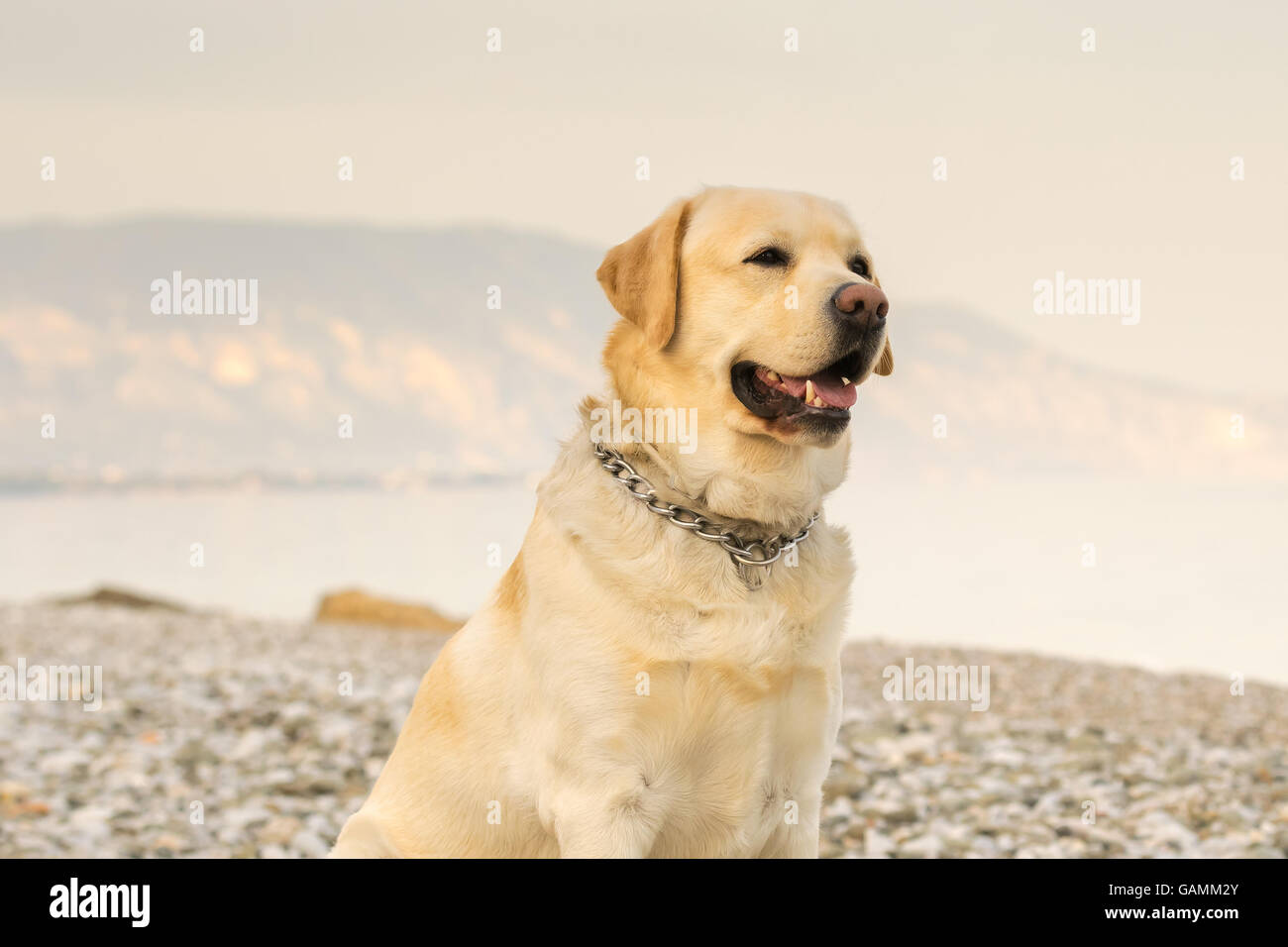 Schöner Hund Portrait Labrador stehend glücklich am Strand. Stockfoto