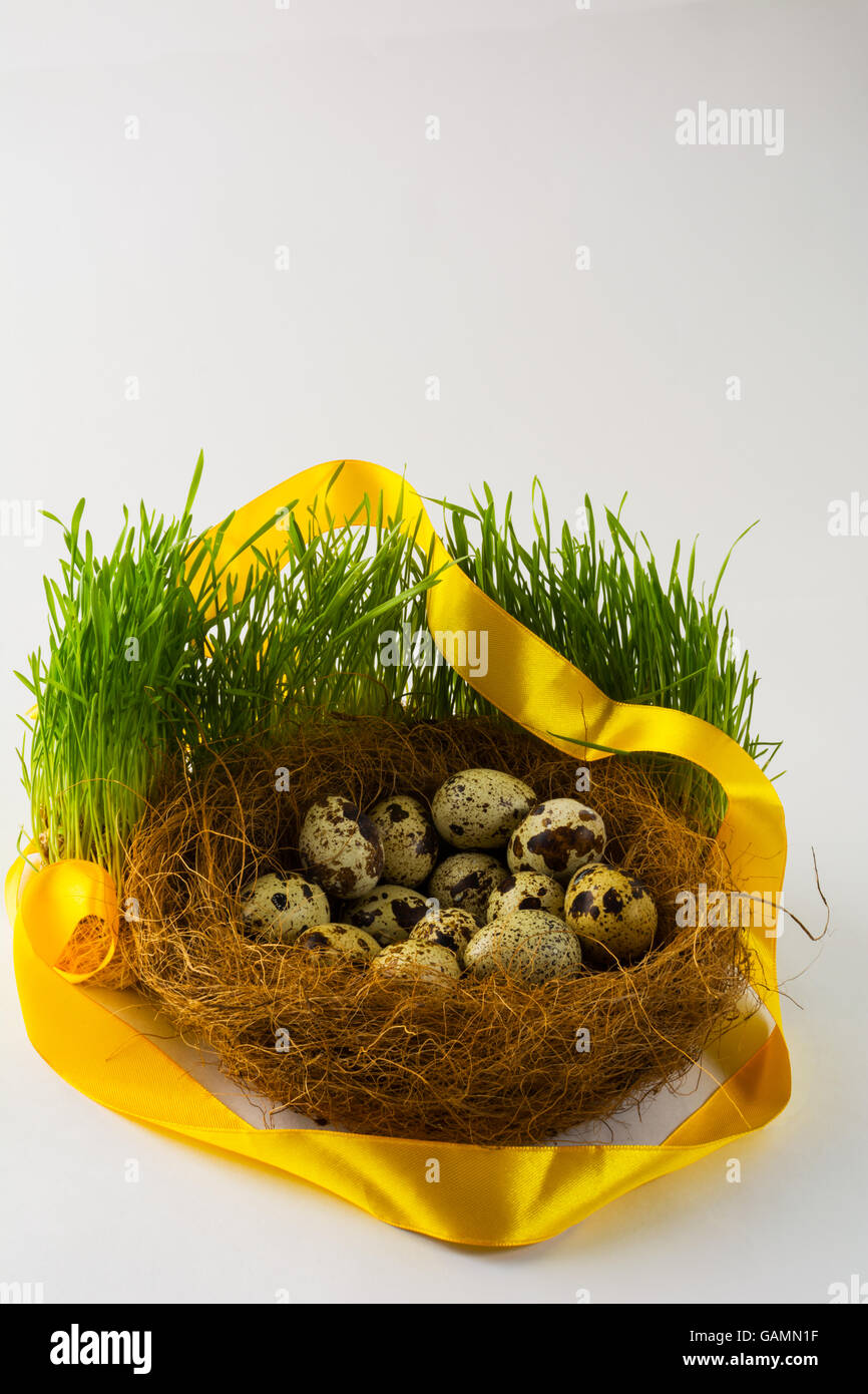 Wilde Vogeleier im Nest in frischen grünen Rasen mit einem gelben Satinband auf weißem Hintergrund. Ostern-Hintergrund. Symbol für Ostern. Stockfoto
