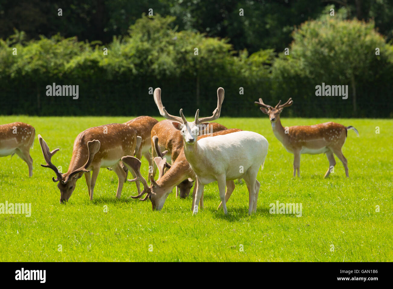 Weißen Albino Rehe mit Herde des Rotwildes Beweidung New Forest Hampshire Südengland Stockfoto